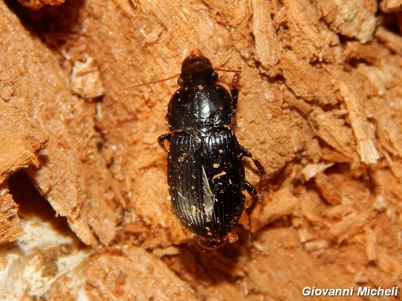 3 da ID: Harpalus sp., Carabidae
